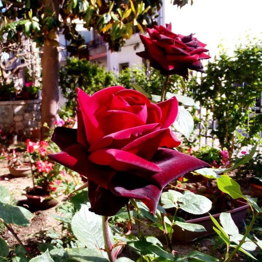Casa Vacanze Terme แตร์เม วิญาตอเร ภายนอก รูปภาพ